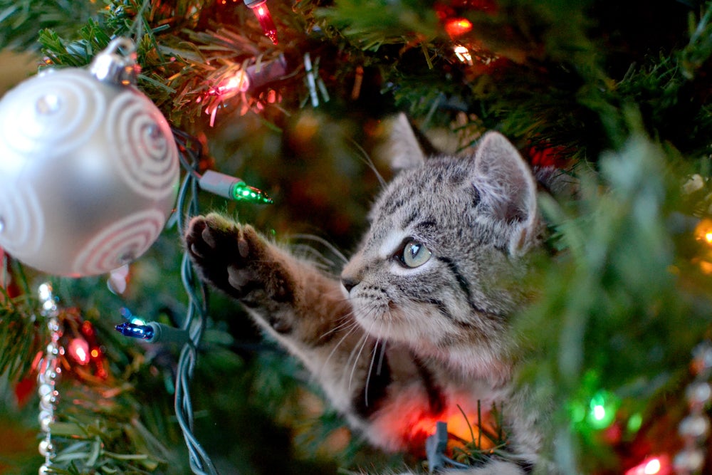 gato mexendo na árvore de natal para gatos