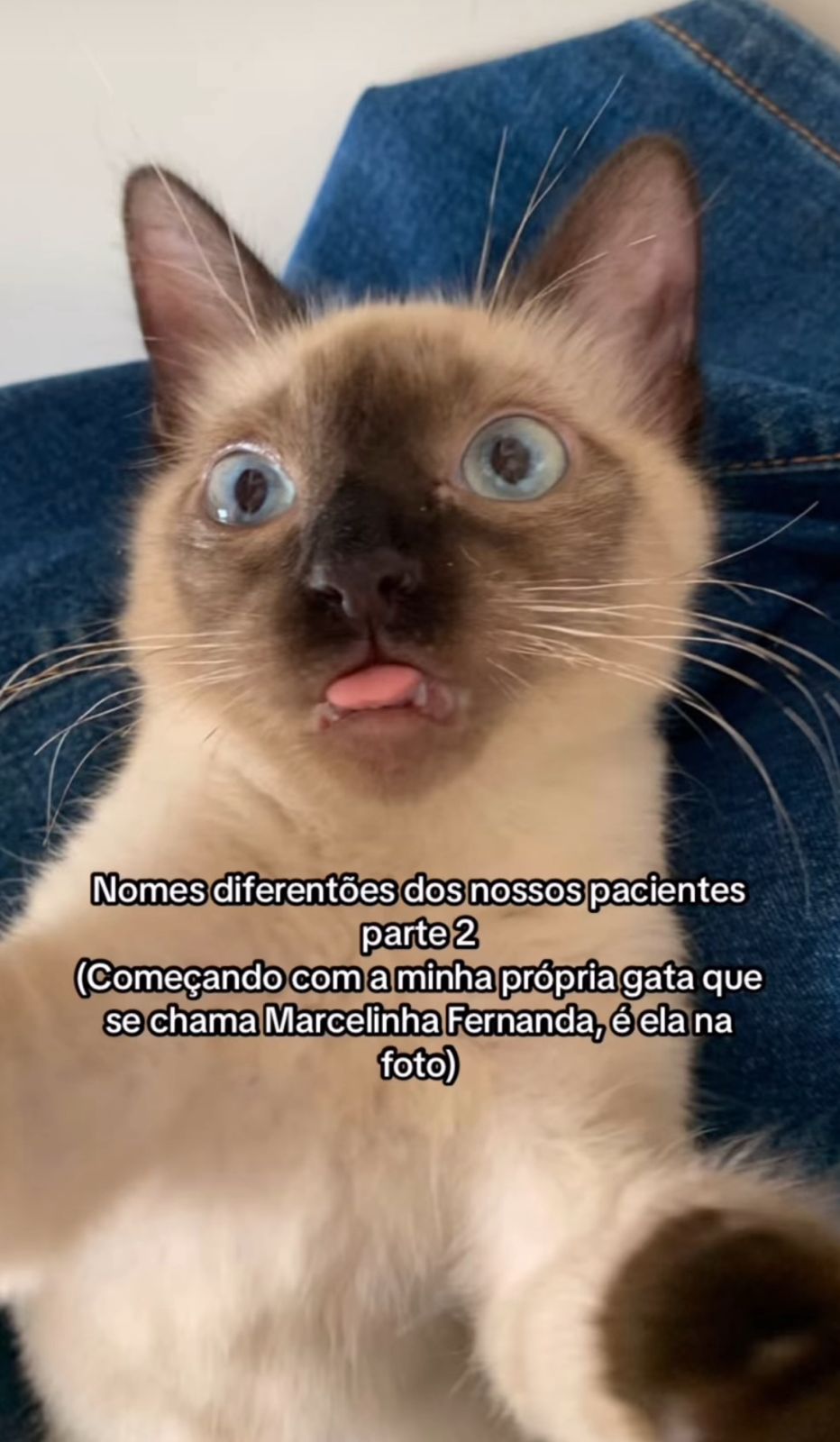 nomes engraçados para gatos: gata marcelinha fernanda dando língua