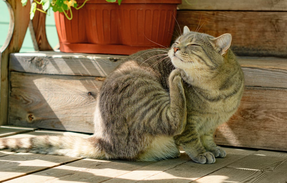 abscesso em gatos: gato coçando o pescoço
