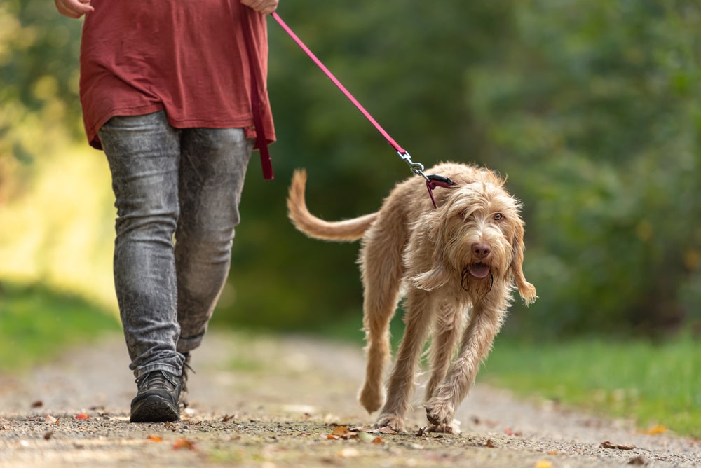 acessórios para cachorro: cão idoso passeando