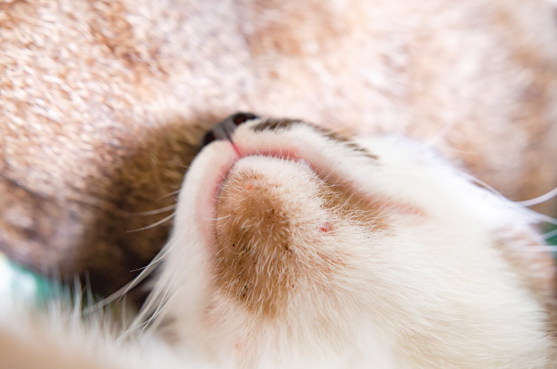 Acne felina suave logo abaixo da boca de gato