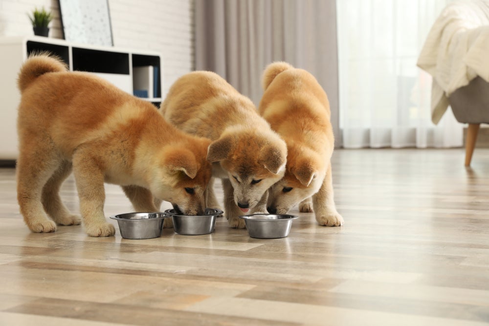 adaptar cachorros: cães comendo no pote de ração