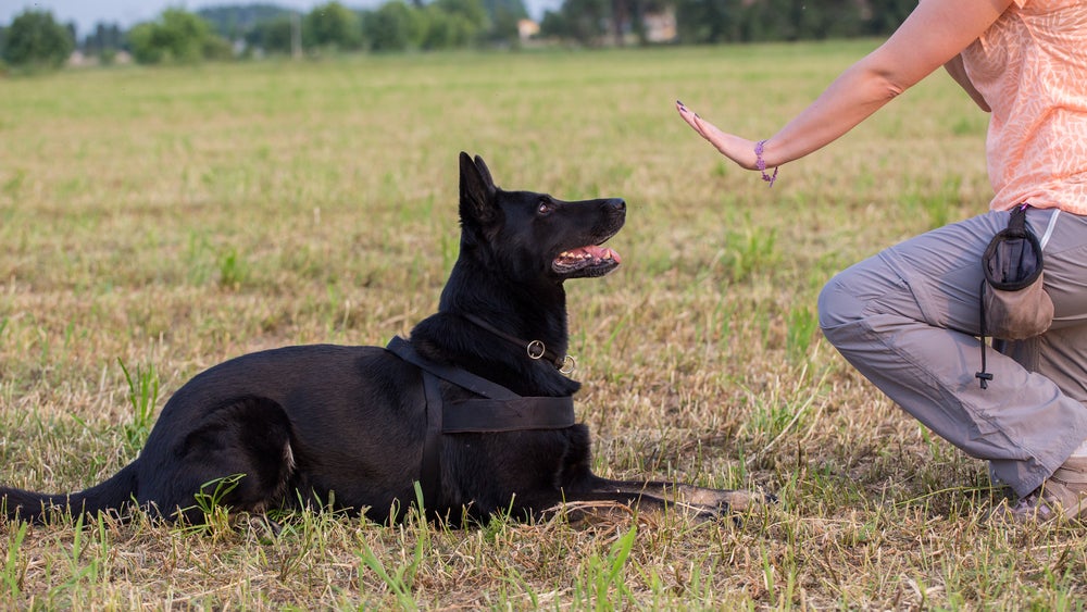 adestrador de cães ensinando cachorro a sentar