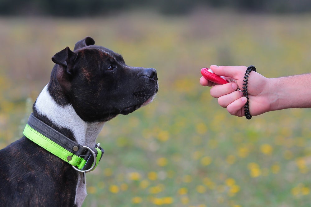 adestramento canino: cachorro sendo adestrado com clicker