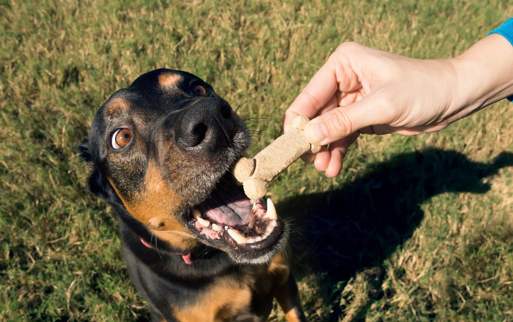 adestramento canino: pessoa dando petisco para cachorro