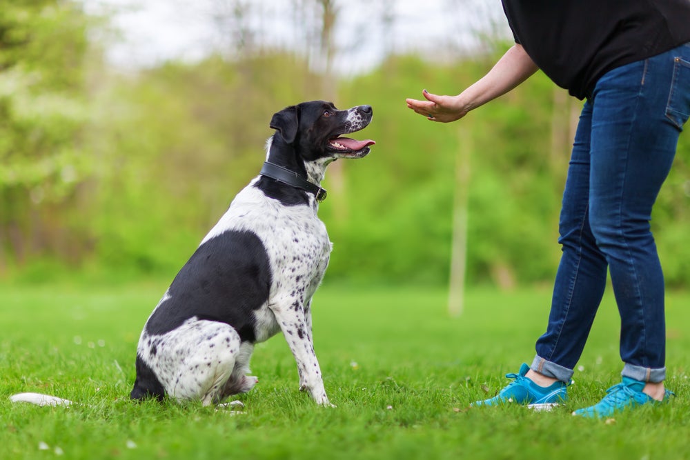 adestramento canino: tutor adestrando cachorro