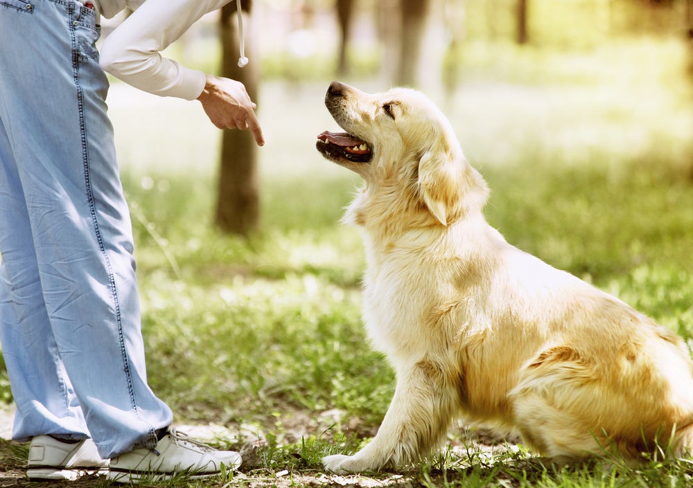 adestramento de cães: dono ensinando cachorro a sentar