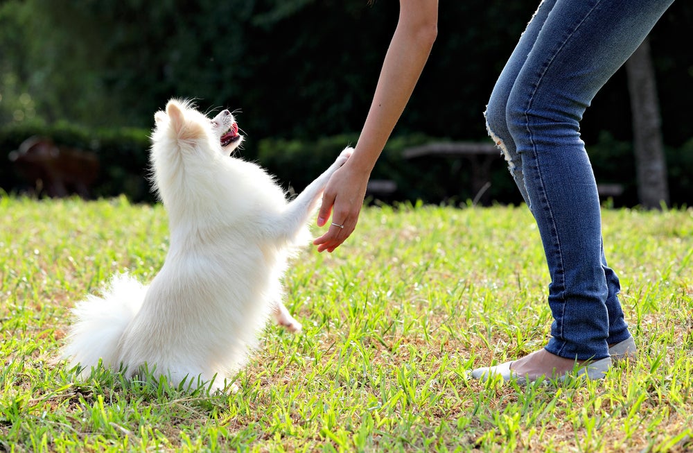 adestramento de cachorro