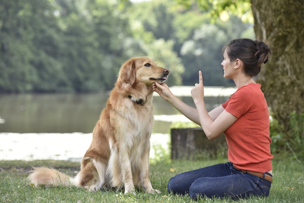 adestramento de cães: cachorro sendo adestrado pela dona