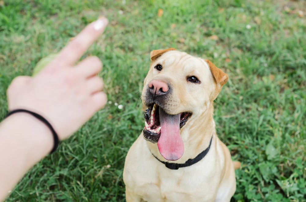 adestramento de cães: cachorro sendo treinado