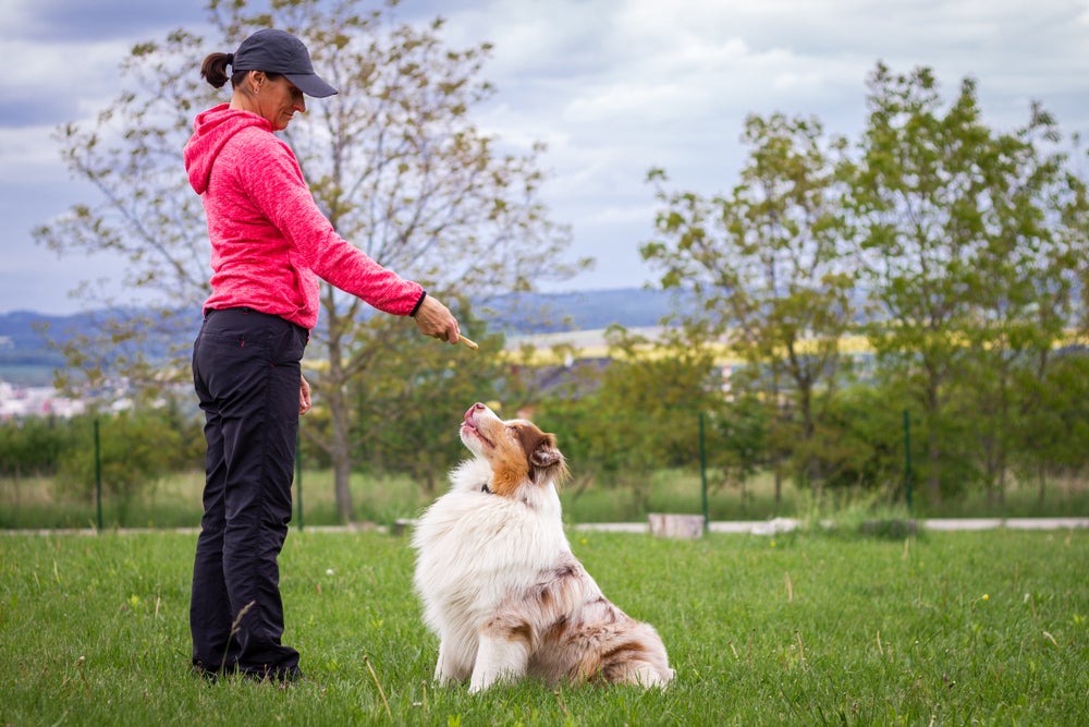 adestramento de cães: mulher treinando cachorro