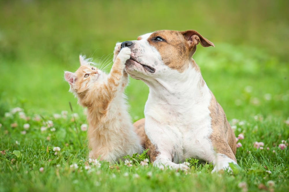 adestramento de cães: cachorro e gato brincando