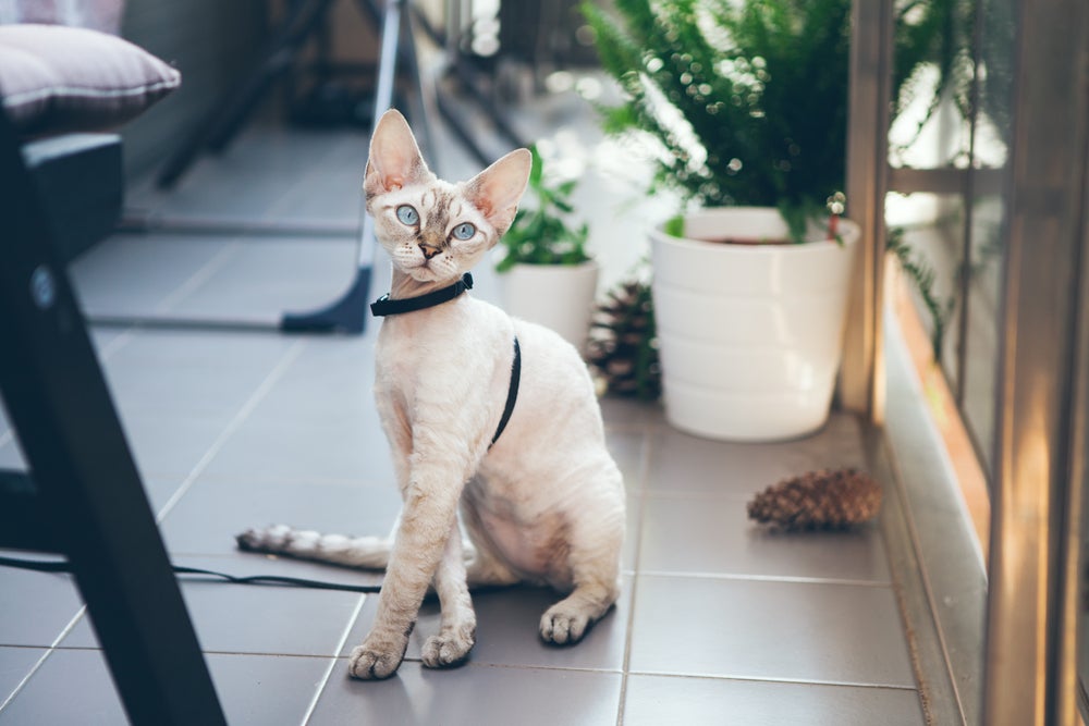 adestrar gato: gato sentado no chão