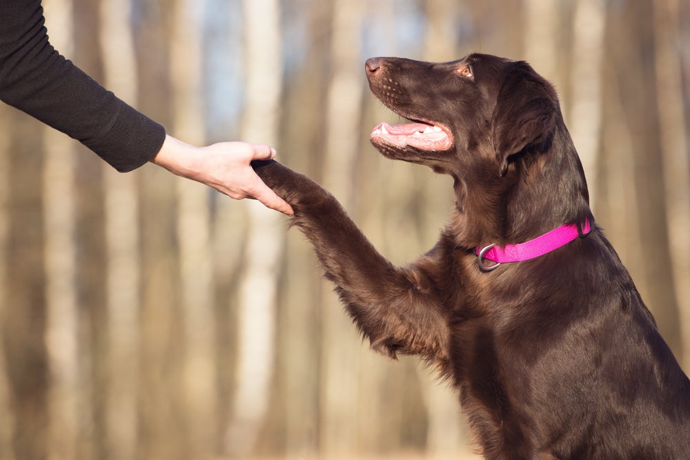 adestrar cachorro: dono ensinando cão a dar a pata