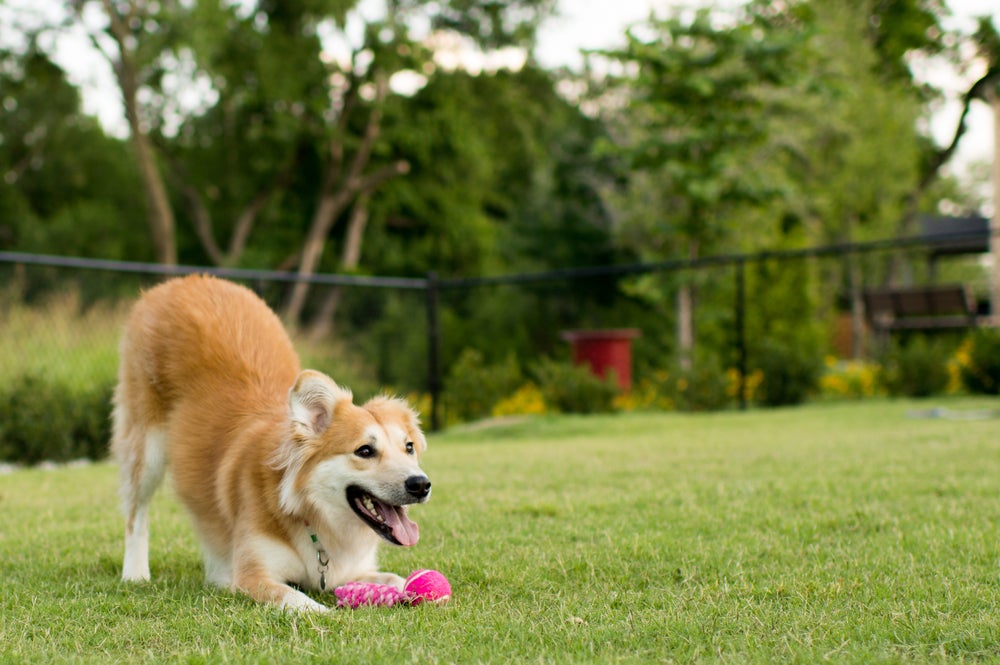 adestrar cachorro: cão brincando no jardim
