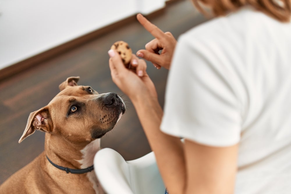 adestrar cachorro: mulher dizendo não para cachorro tentando comer biscoito