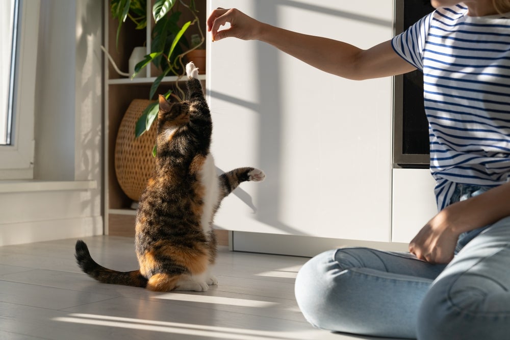 adestrar gato: dono adestrando gato