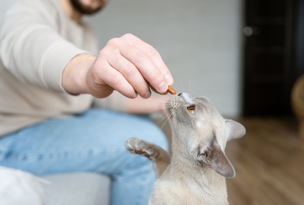 adestrar gatos: homem dando petisco para gato