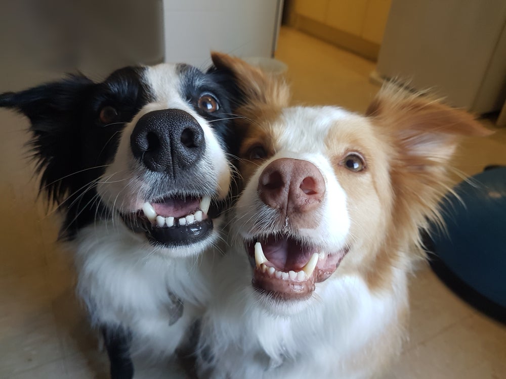 adotar cachorro: dois cachorros felizes em casa