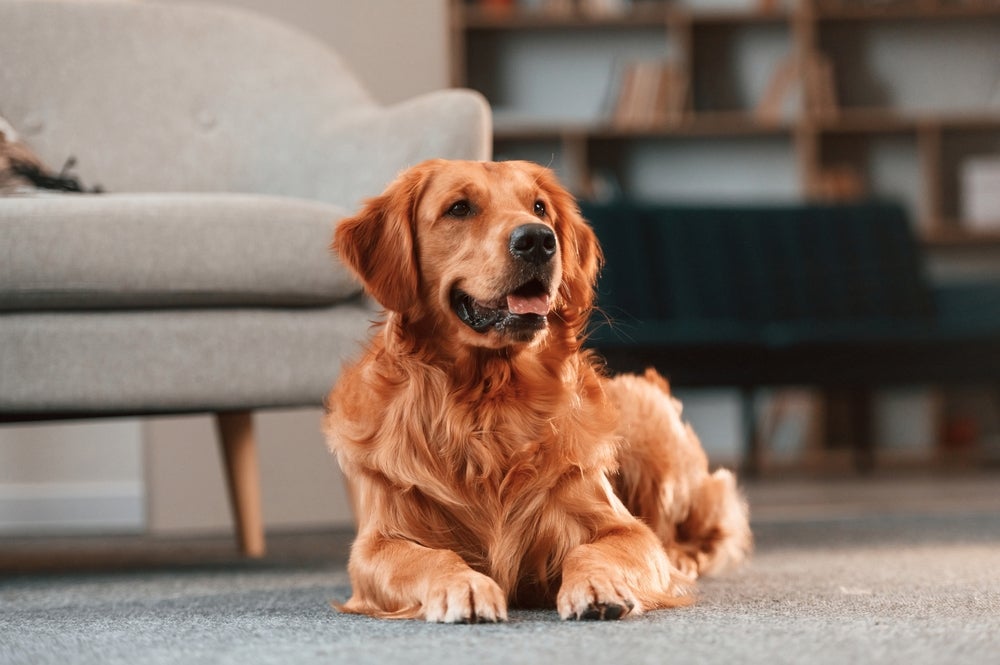 adotar cachorro: cão em casa