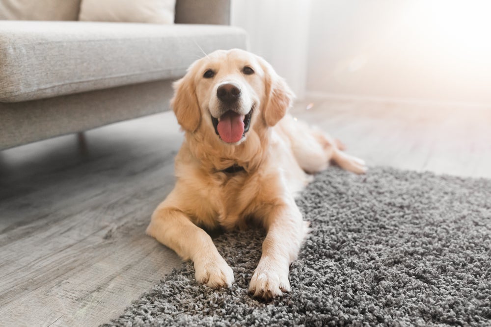 adotar cachorro: cão no chão de casa