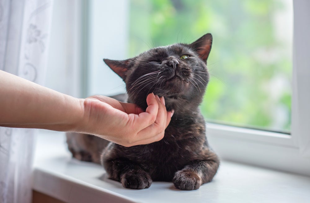 adotar gato: dono fazendo carinho no gato