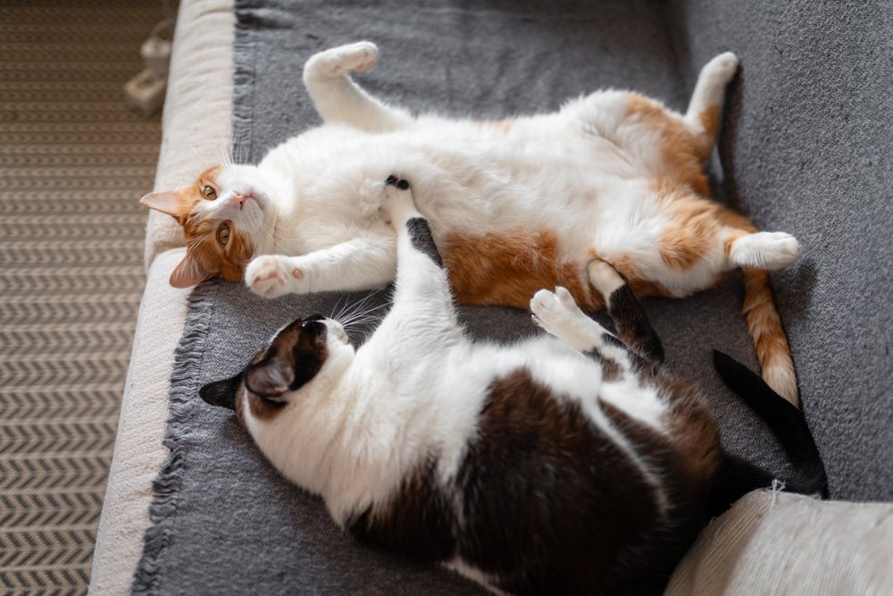adotar gatos: dois gatos brincando juntos