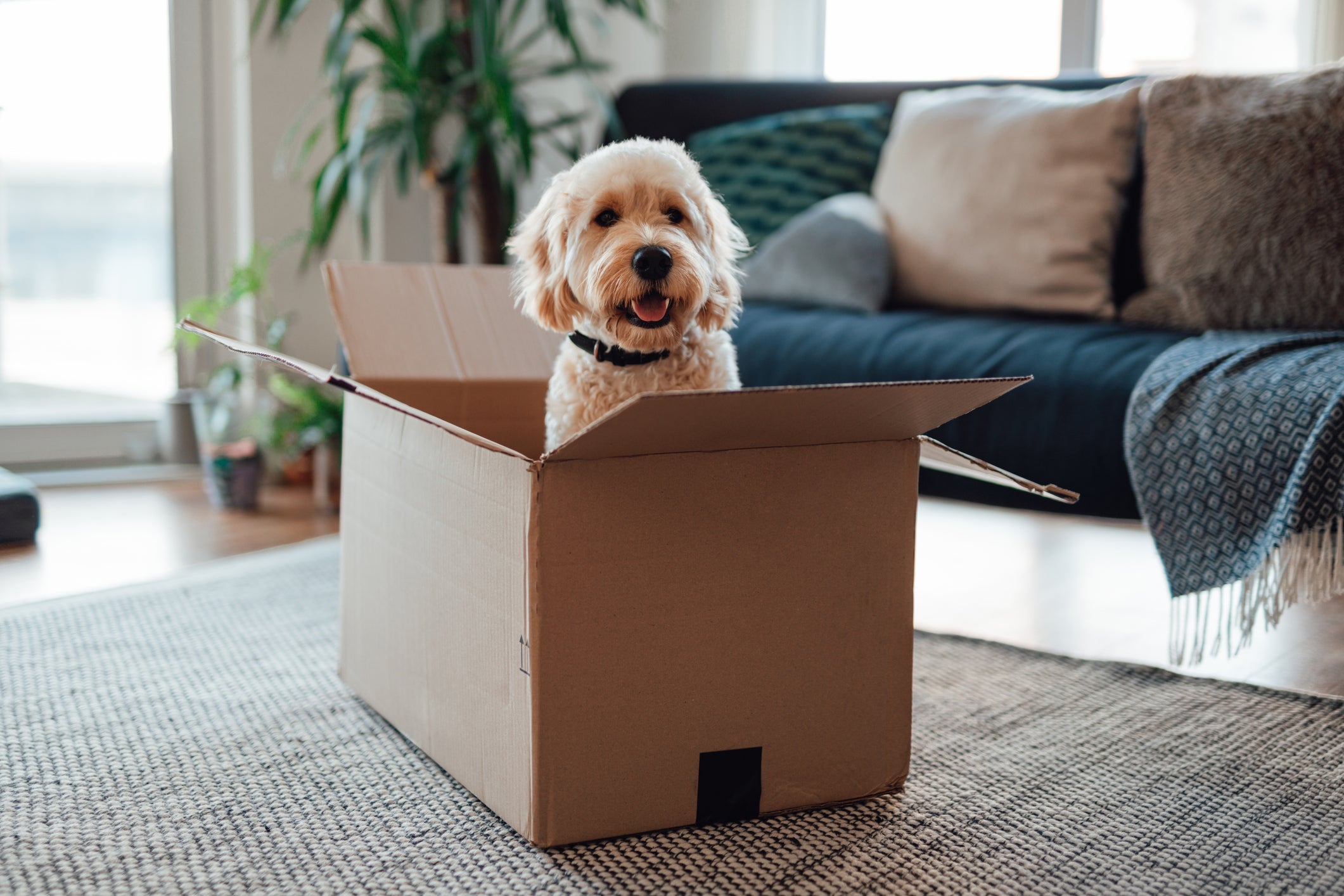 Cachorro fofo aparece dentro de uma caixa em sala de estar