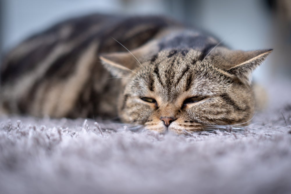 gato com aids felina deitada no tapete