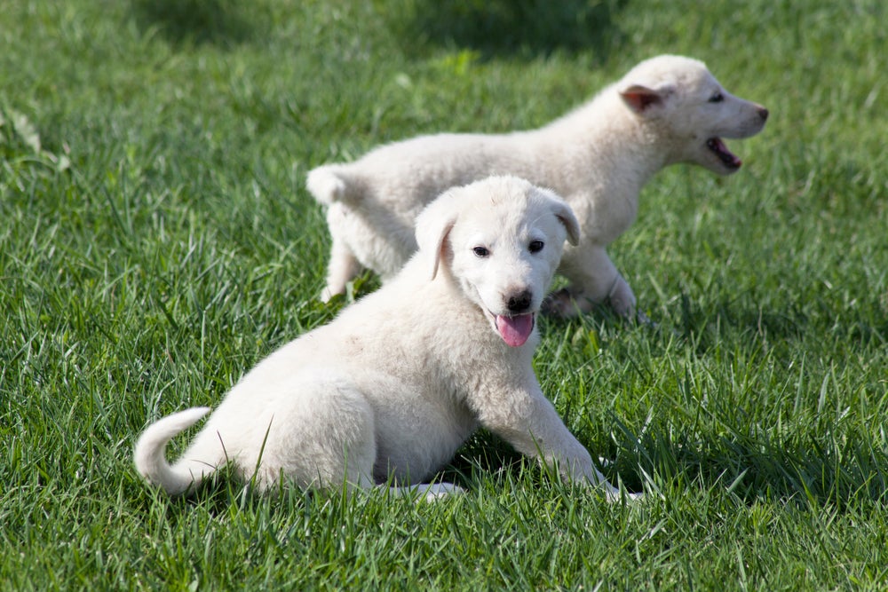 cachorros akbash na grama