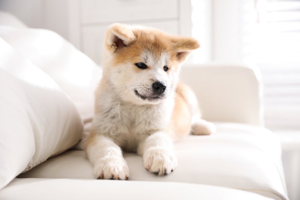 cachorro akita no sofá