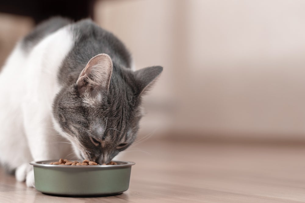 alergia a gato: gato comendo ração
