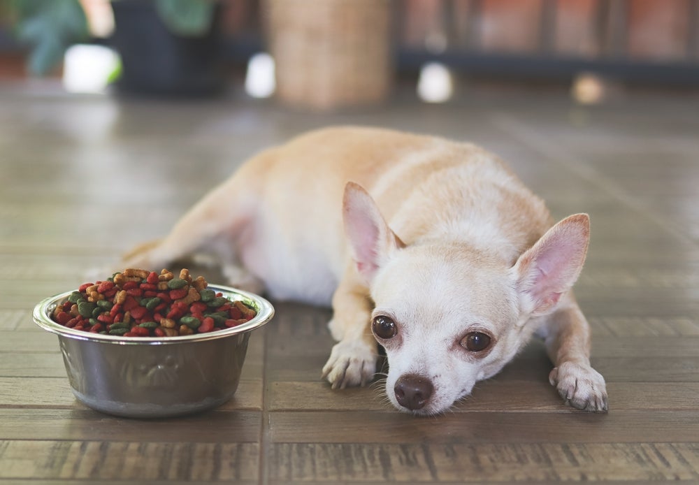 cachorro com alergia alimentar em cães olhando para pote de ração