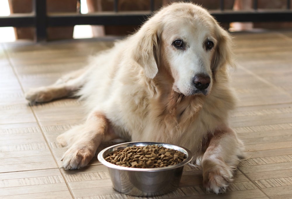 alimentação canina: cachorro idoso comendo