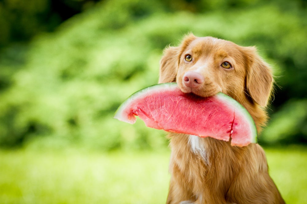 alimentação do cachorro: cachorro comendo fruta