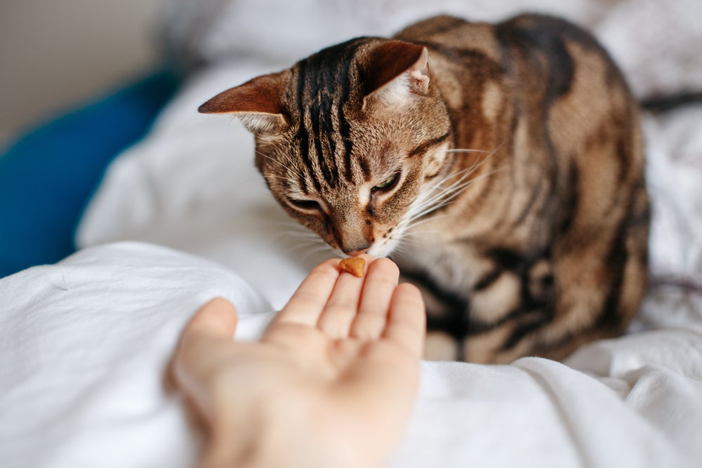 alimentação do gato: dono dando petiscos para gato