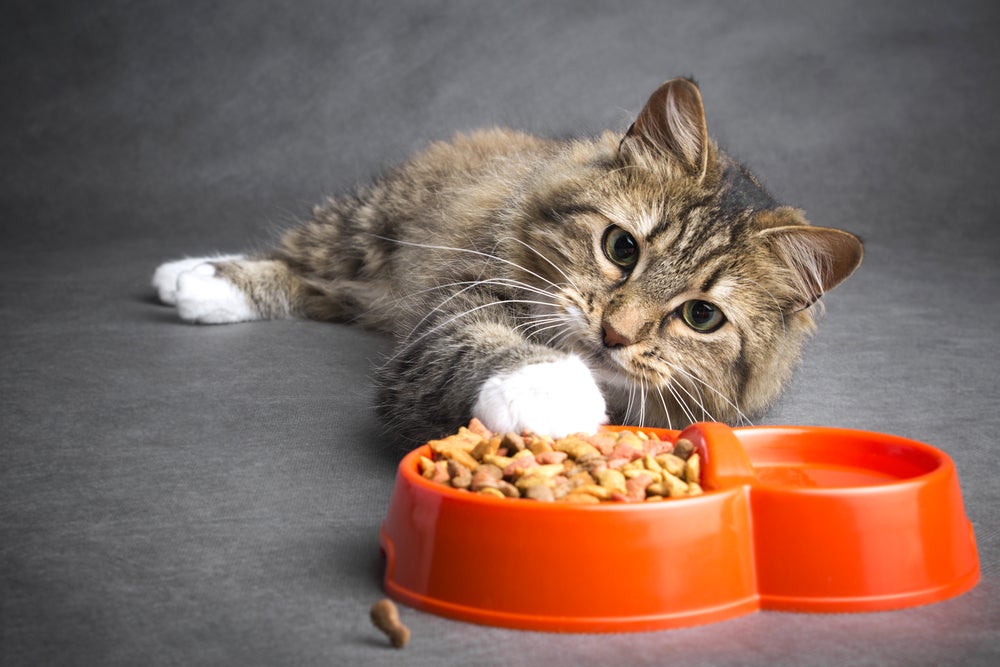 alimentação do gato: gato comendo ração