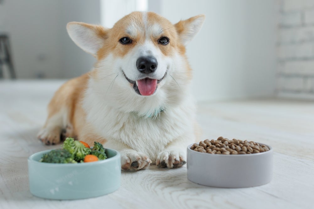 cachorro comendo alimentação natural para cães
