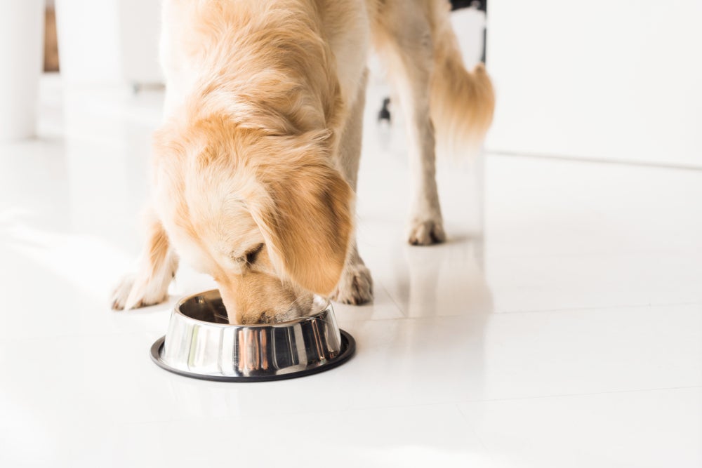 alimentação natural para cães: cachorro comendo ração