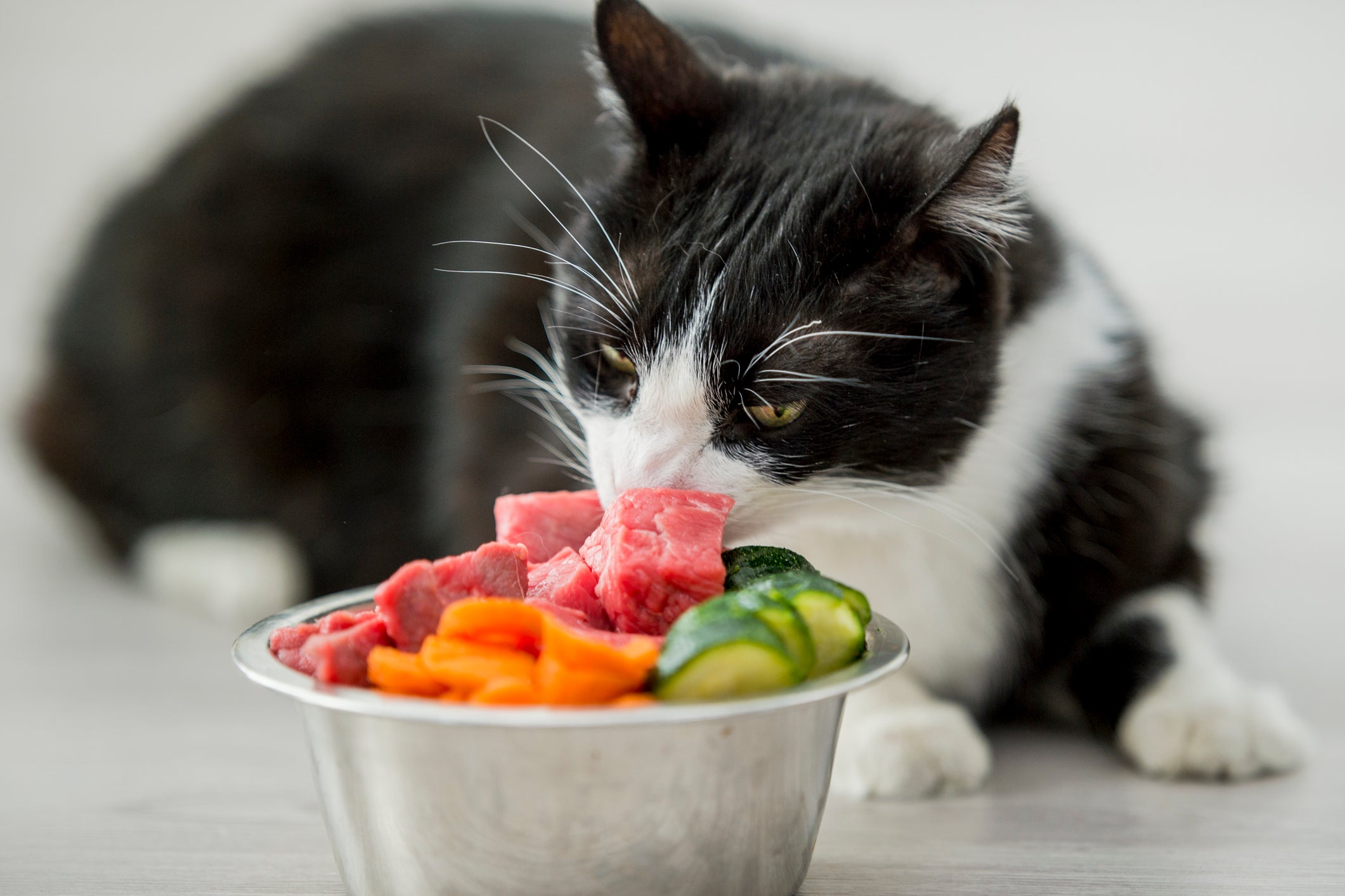 Gato preto e branco comendo alimentos naturais