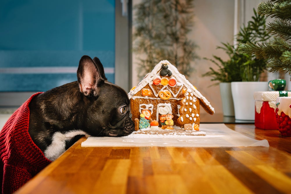 Cachorro olhando para uma casinha de biscoitos vestido com roupa de natal