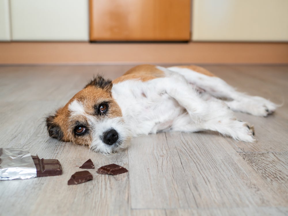 Alimentos que cachorro não pode comer: cachorro deitado ao lado de uma barra de chocolate