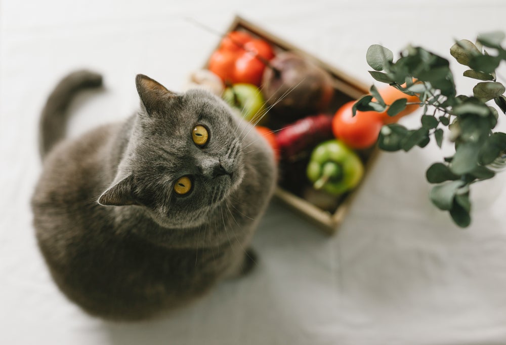 alimentos que gatos não podem comer: gato na mesa de comida