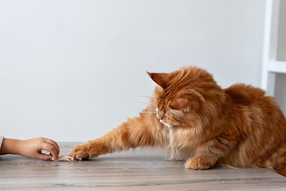 alimentos tóxicos para gatos: gato pegando comida