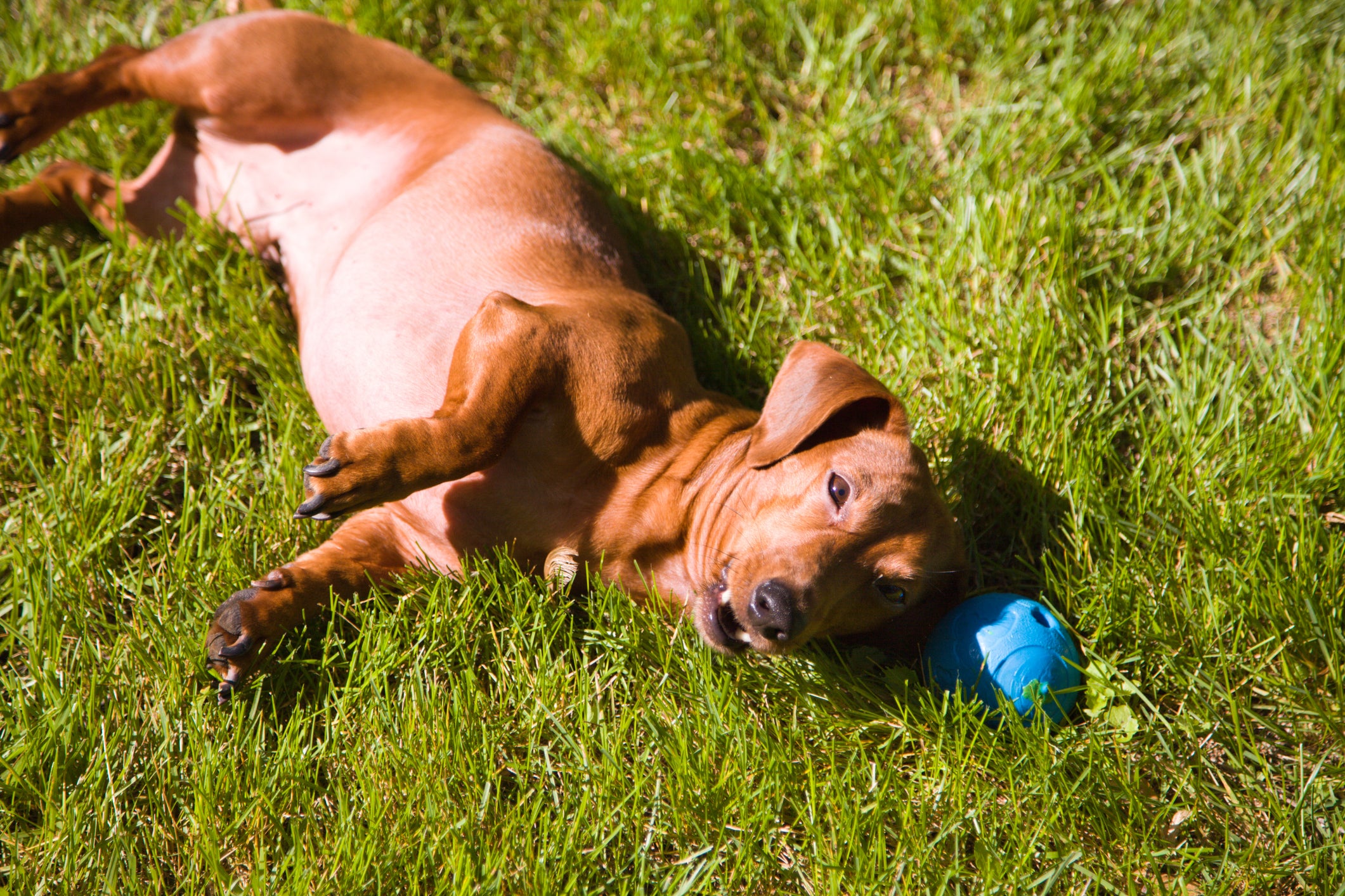 Cão Dachshund marrom deitado de barriga para cima em gramado perto de brinquedo azul