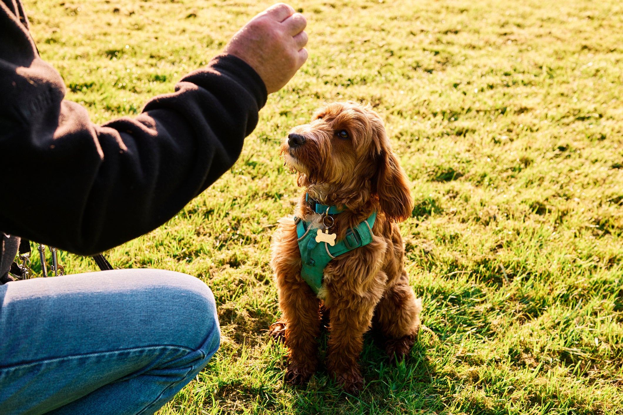 Cachorro peludo com coleira verde recebendo algo das mãos de tutor em ambiente repleto de grama e ensolarado