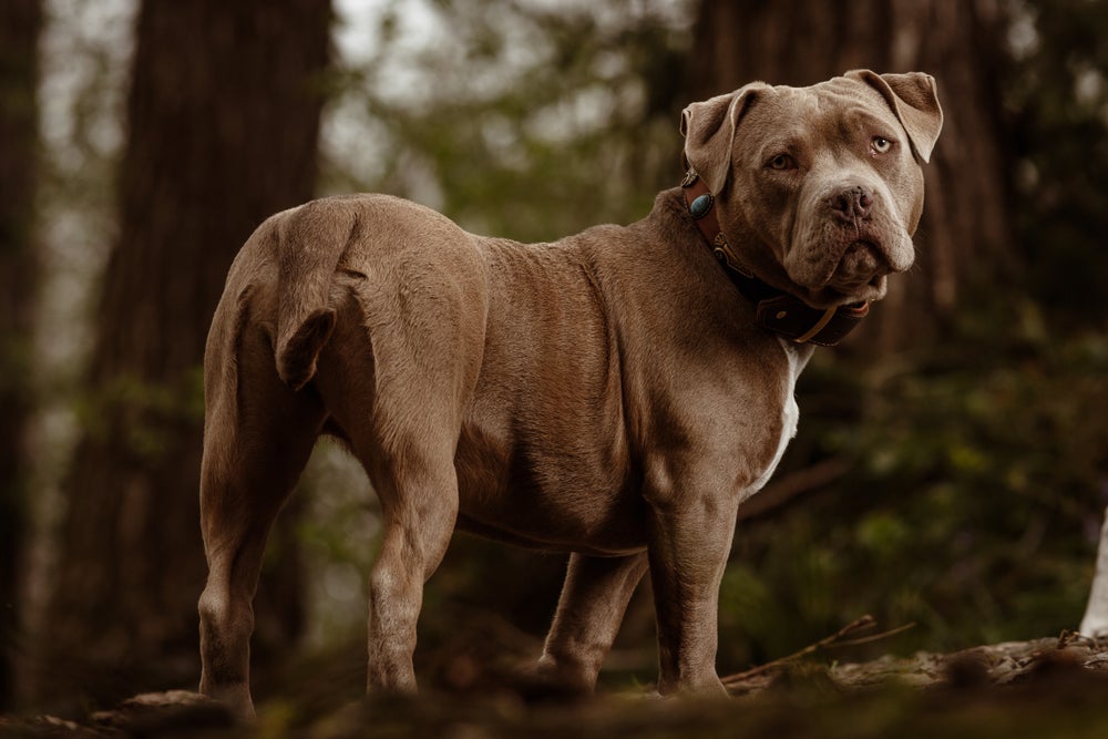 american bully na floresta