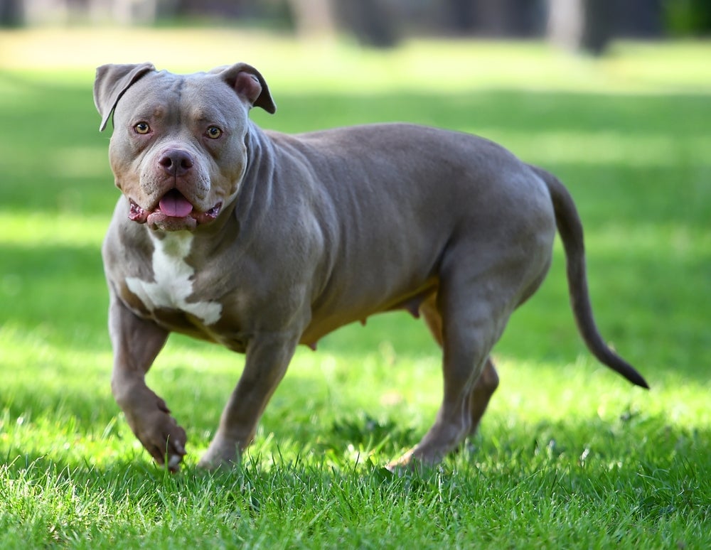 cachorro american bully