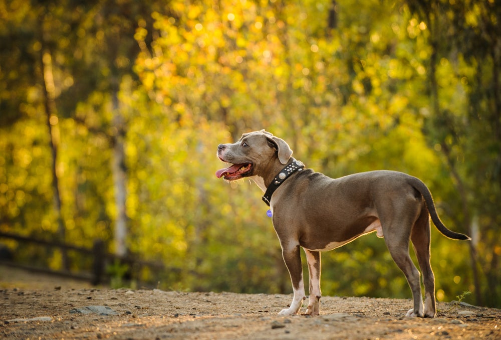 american pitbull terrier na floresta