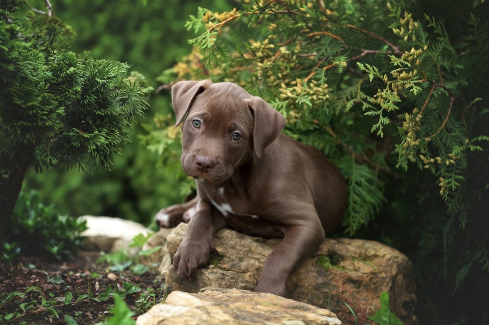 cachorro american pitbull terrier na floresta